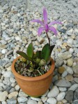 Laelia liliputana 1.JPG