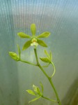 Encyclia guianensis 2.JPG