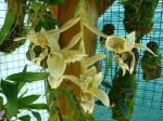 Stanhopea occulata.JPG