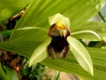 Coelogyne rumphii.jpg