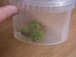 P.yunnanensis.jpg