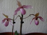 DSC00172.JPG