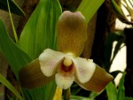 Lycaste xitriophora x Lyc. candida.jpg