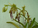Paphiopedilum parishii.JPG