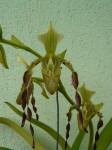 Paphiopedilum parishii1.JPG