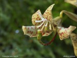 web.cycnoches.peruvianum.detail.jpg