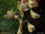 web.cycnoches.peruvianum.II.jpg