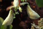 web.cycnoches.peruvianum.female.jpg