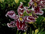 Odontoglossum Margarete Holm.jpg