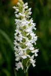 4884_Gymnadenia conopsea.JPG