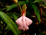 Habenaria rosea.jpg