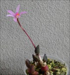 Laelia liliputana.jpg