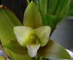 Lycaste x niesseniae.jpg