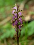 OrchisSpitzelii2012-4-600.jpg