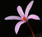 Laelia liliputana2.jpg