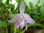 Laelia fidelensis.JPG