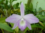 Laelia fidelensis5.JPG