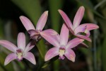 IMG_6853 Laelia britoi.jpg