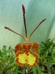 Psychopsis krameriana.JPG