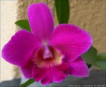 Laelia pumila x praestans.jpg