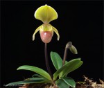web.paphiopedilum.helenae.habitus.II..txt.jpg