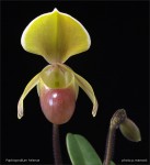 web.paphiopedilum helenae.det.II.txt.jpg