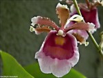 Oncidium fuscatum2.jpg