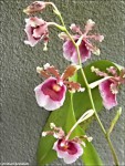 Oncidium fuscatum3.jpg