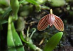 web.bulbophyllum ovalifilium.jpg