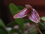 web.bulbophyllum.ovalifolium.jpg