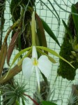 Coilostylis falcata3.JPG