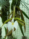 Coilostylis falcata5.JPG