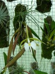 Coilostylis falcata - rostlina.JPG