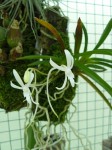 Neofinetia falcata1.JPG