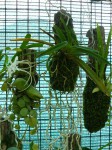 Neofinetia falcata3.JPG