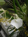 Brassavola nodosa2.jpg