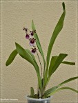 Oncidium fuscatum.jpg