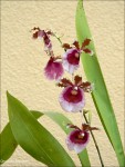 Oncidium fuscatum2.jpg