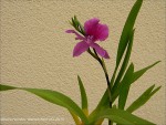 Miltonia Honolulu.jpg