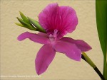 Miltonia Honolulu1.jpg