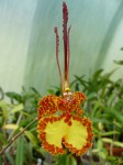 Psychopsis krameriana1.JPG