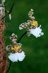 5810_Oncidium jonesianum.JPG