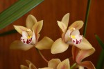 Cymbidium_12-1382-web.jpg