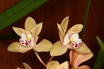 Cymbidium_12-1383-web.jpg