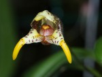 Masdevallia_pachyura_12-1051-web.jpg