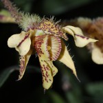 Dendrobium_12-1024-web.jpg