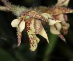 Dendrobium_12-1026-A-web.jpg