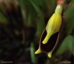 web.masdevallia.amanda.detail.jpg