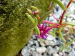 Delosperma Nelson Mandela.jpg