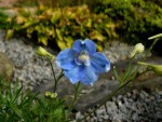 Kopie - Delphinium grandiflorum.jpg